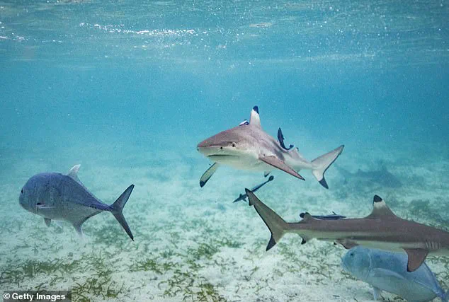 Miracle Rescue in Florida: Community Saves Boy from Shark Attack, Sparks Safety Discussions