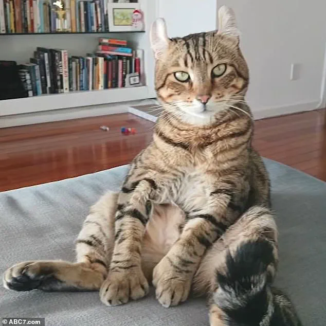 Surveillance Footage Shows Food Delivery Driver Allegedly Snatching Cat in West Hollywood