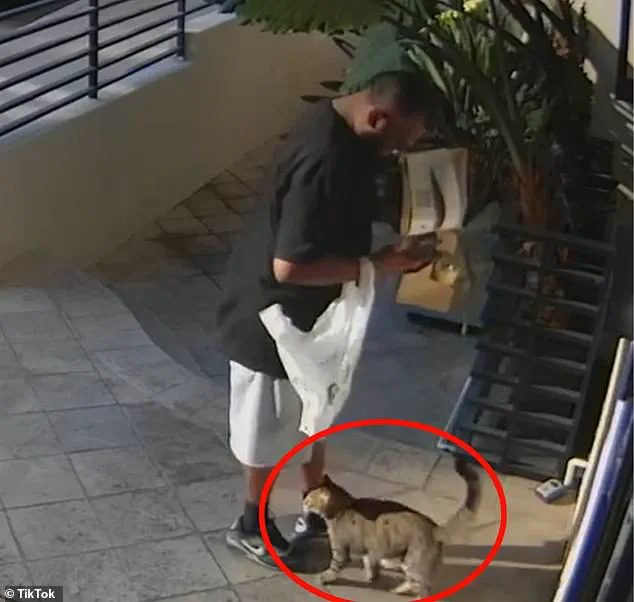 Surveillance Footage Shows Food Delivery Driver Allegedly Snatching Cat in West Hollywood