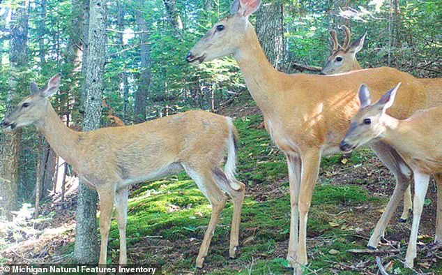 Beaver Island Faces Ecological Crisis as Exploding Deer Population Threatens Ecosystems and Livelihoods