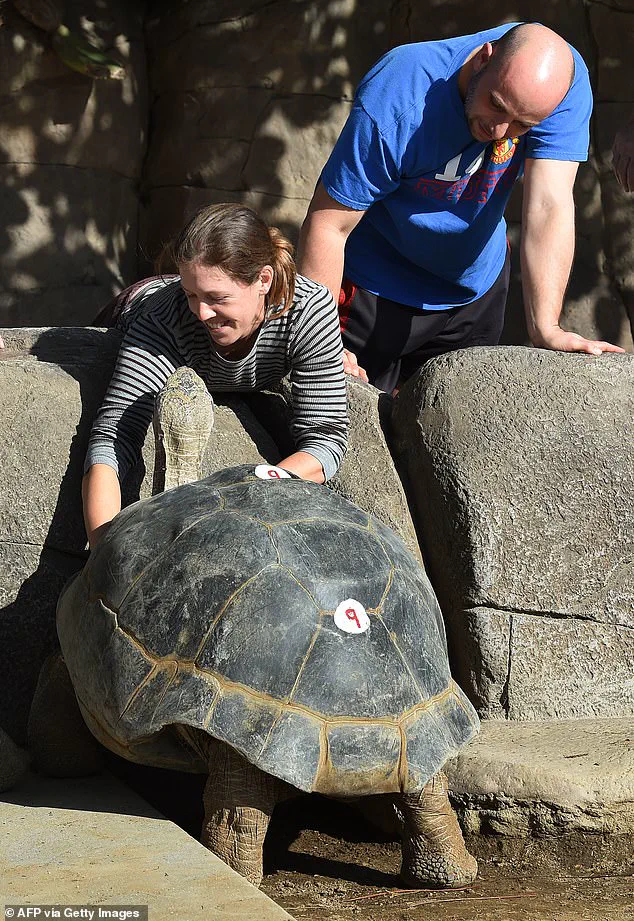 Gramma the Galapagos Tortoise, Who Lived to Be 141, Passes Away at San Diego Zoo