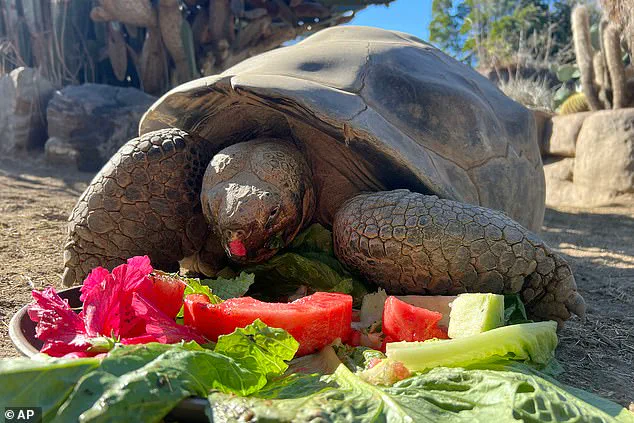 Gramma the Galapagos Tortoise, Who Lived to Be 141, Passes Away at San Diego Zoo