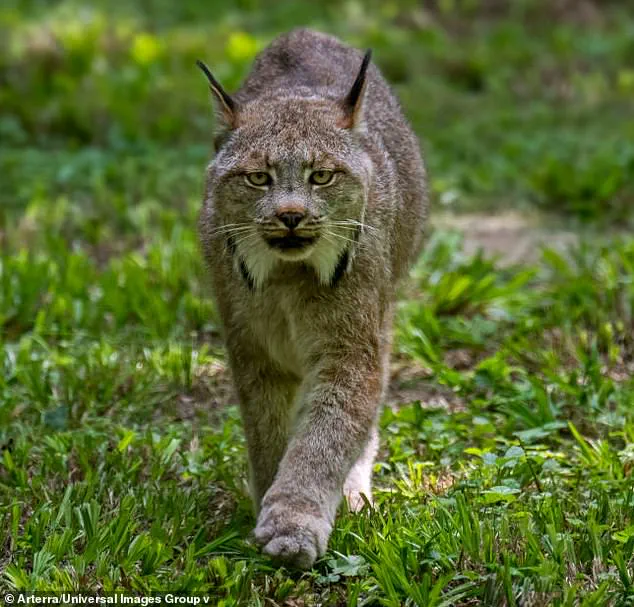Rare Sighting of Endangered Canada Lynx Kittens in Voyageurs National Park Offers Hope for Population Recovery