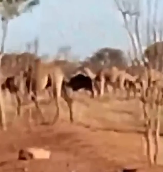 A Growing Crisis: Feral Camels Overwhelm Remote Australian Town as Locals Describe 'Unprecedented Chaos'