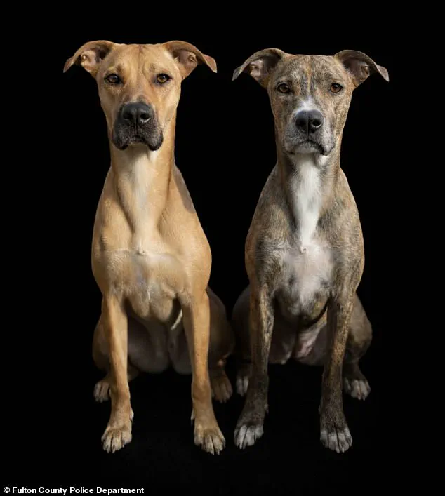 Georgia Authorities Release Surveillance Footage of Alleged Dog Cruelty, Prompting Community Shock and Calls for Action