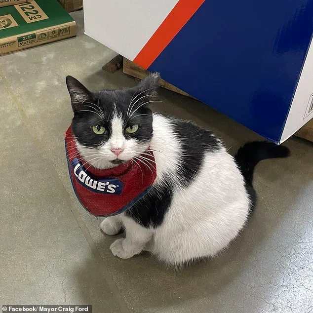 Lowe's Removes Beloved 'Quality Assurance Cat' After 5 Years, Sparking Backlash