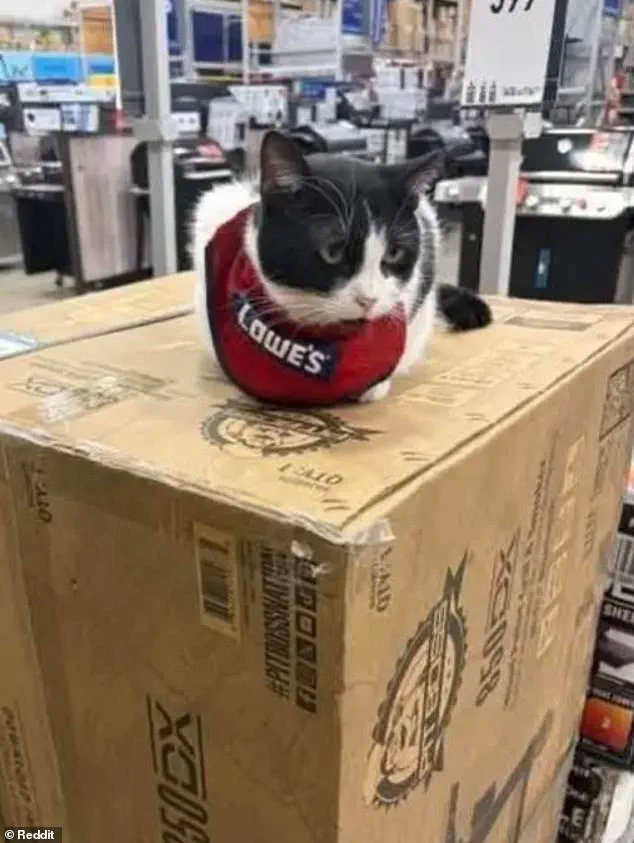 Lowe's Removes Beloved 'Quality Assurance Cat' After 5 Years, Sparking Backlash