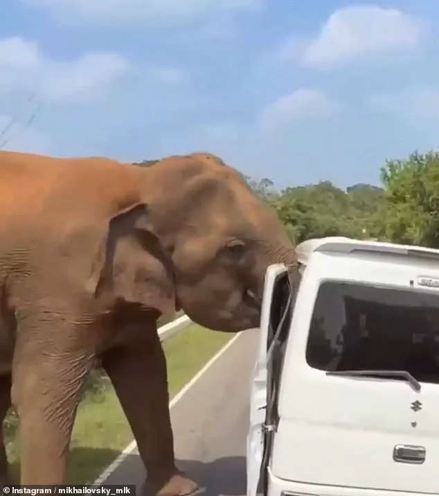 Sri Lanka Elephant Attack Highlights Risks of Feeding Wildlife During Safari Tours
