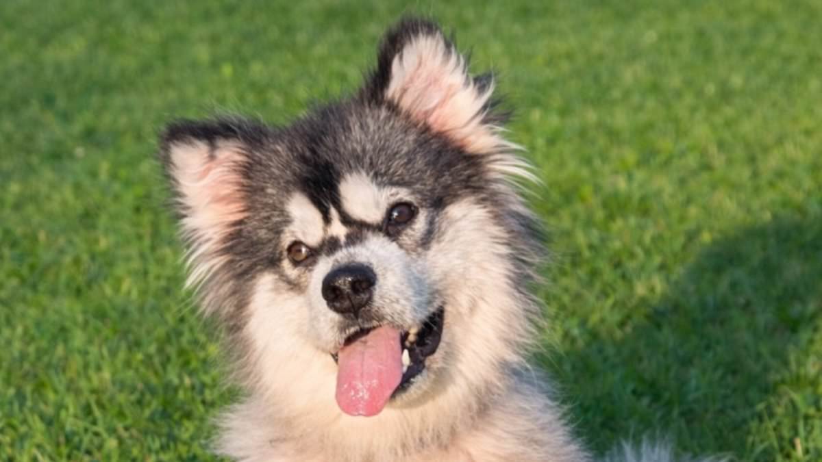 From Slaughterhouse to Sanctuary: How Compassion Rescued a Malamute from the Dog Meat Trade