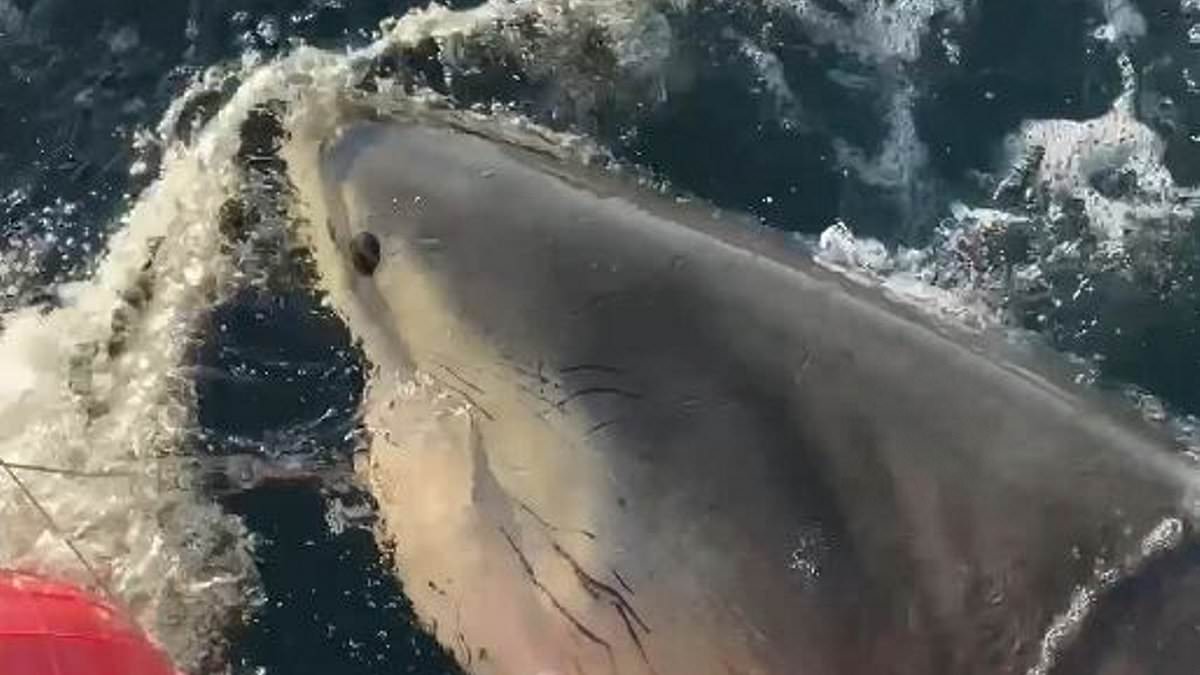 Massive Great White Shark Contender Spotted Near Cape Fear, Raising Questions About Ecosystem Impact