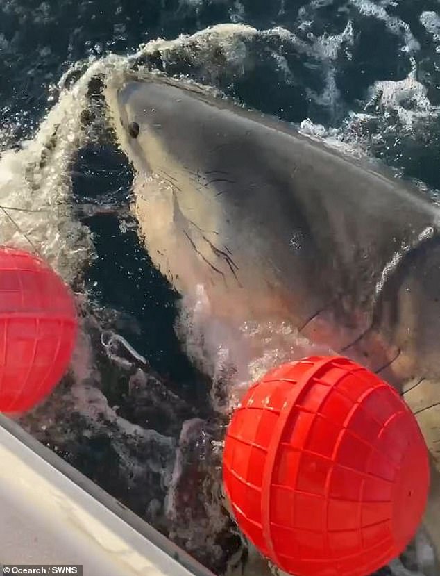 Massive Great White Shark Contender Spotted Near Cape Fear, Raising Questions About Ecosystem Impact