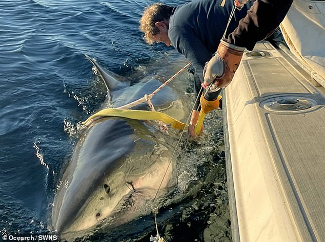 Massive Great White Shark Contender Spotted Near Cape Fear, Raising Questions About Ecosystem Impact