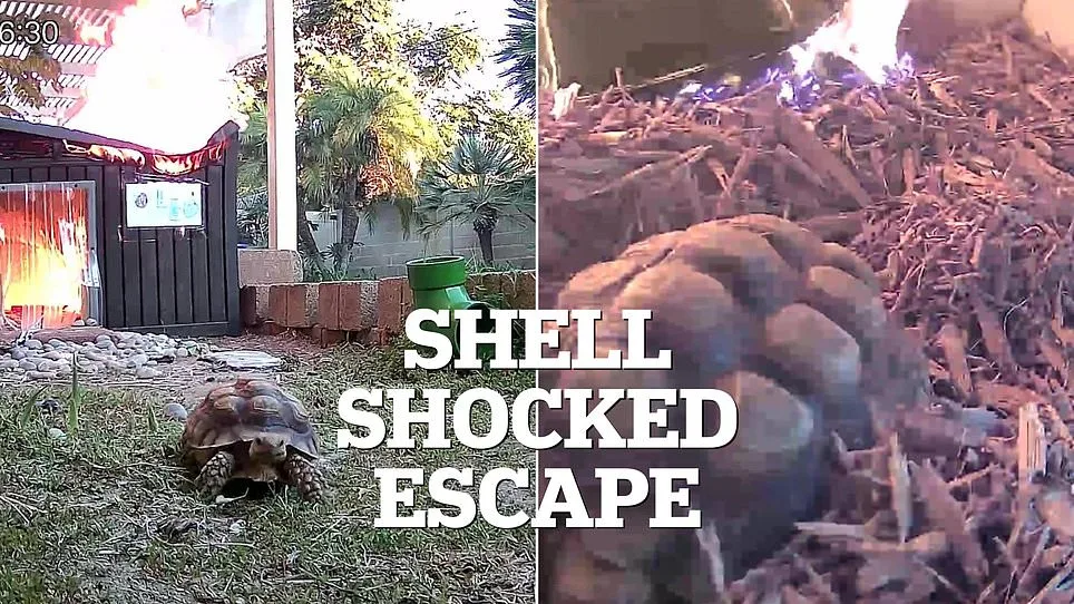 Harrowing Video Captures Aldabra Tortoise's Desperate Escape from Inferno