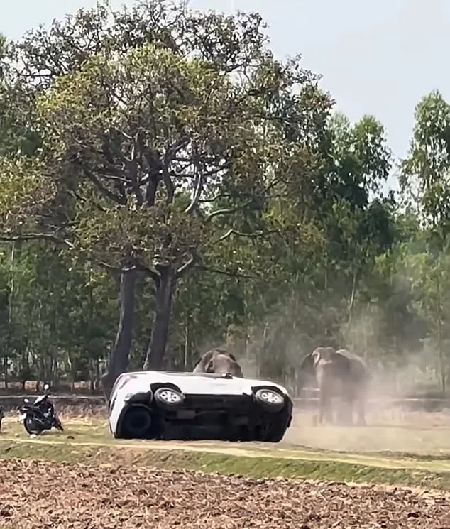Bull Elephant's Violent Rage After Mating Interruption Injures Caretaker, Destroys Property in Thailand