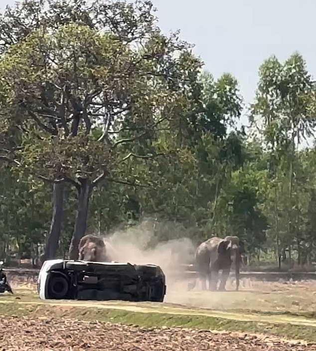 Bull Elephant's Violent Rage After Mating Interruption Injures Caretaker, Destroys Property in Thailand