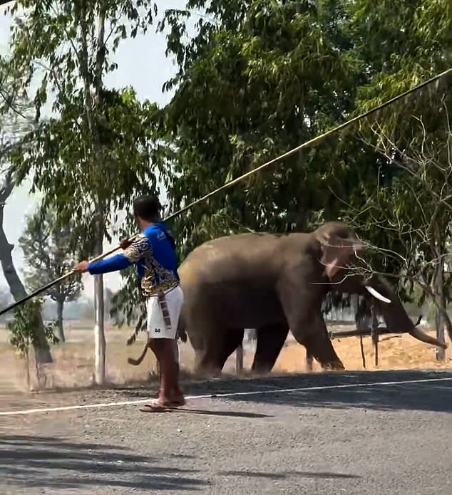 Bull Elephant's Violent Rage After Mating Interruption Injures Caretaker, Destroys Property in Thailand