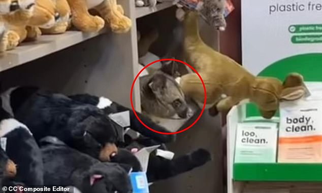 MailOnline Introduces Seamless Facebook Comment Sharing with User Control