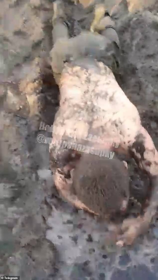 Daily Mail Footage Exposes Brutal Treatment of Russian Soldiers by Their Commanders in Ukraine