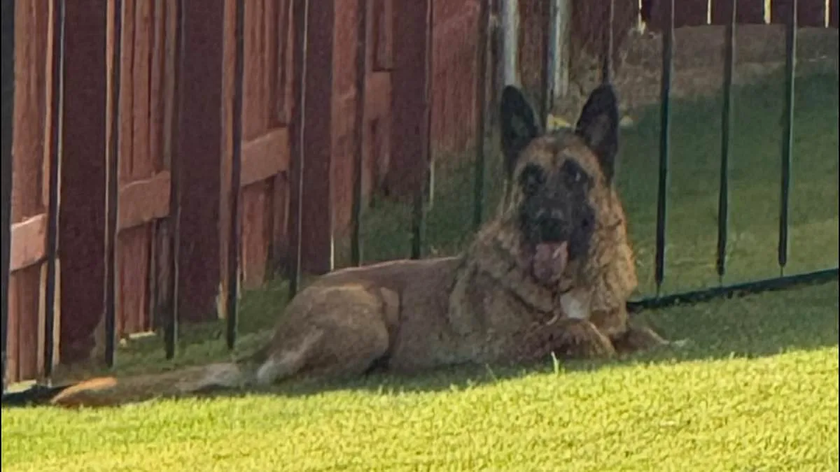 Heart-Wrenching Abandonment: German Shepherd Left to Suffer in 90-Degree Heat on Austin Road