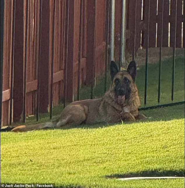 Heart-Wrenching Abandonment: German Shepherd Left to Suffer in 90-Degree Heat on Austin Road