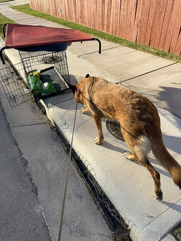 Heart-Wrenching Abandonment: German Shepherd Left to Suffer in 90-Degree Heat on Austin Road