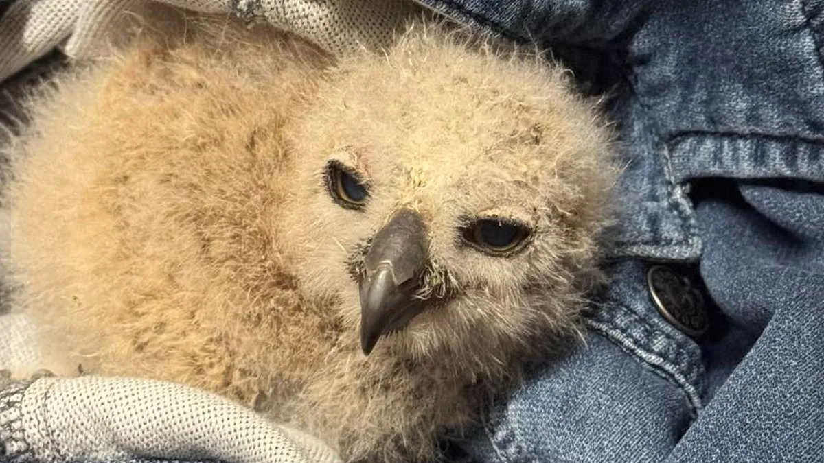 Firefighters Rescue Baby Great Horned Owl After Storm Floods Drain