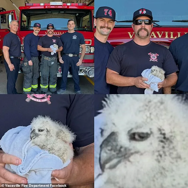 Firefighters Rescue Baby Great Horned Owl After Storm Floods Drain