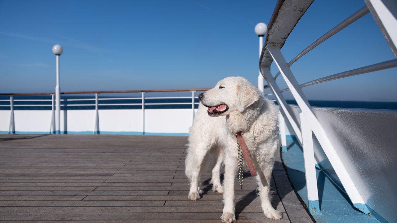 Major cruise line bans lifted as Fabled Voyages welcomes pets aboard ships.