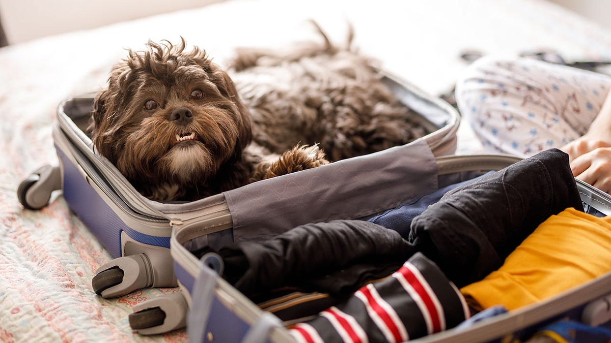 Major cruise line bans lifted as Fabled Voyages welcomes pets aboard ships.
