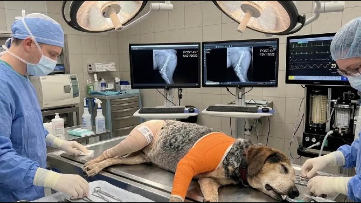 Scammers weaponize AI to steal thousands from Florida pet owners