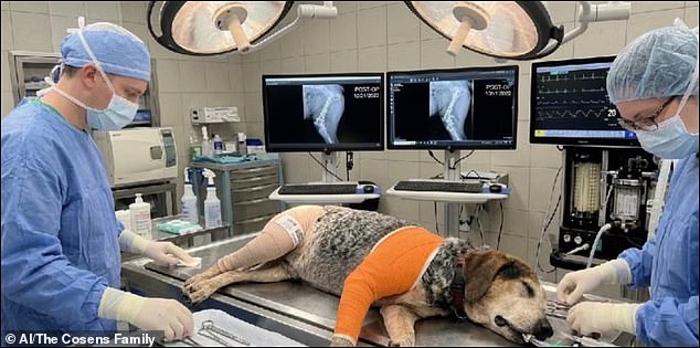 Scammers weaponize AI to steal thousands from Florida pet owners