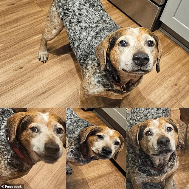 Scammers weaponize AI to steal thousands from Florida pet owners