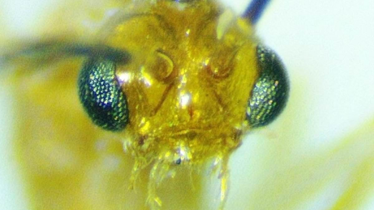 Venomous Asian Needle Ants Spread Rapidly Across 20 US States
