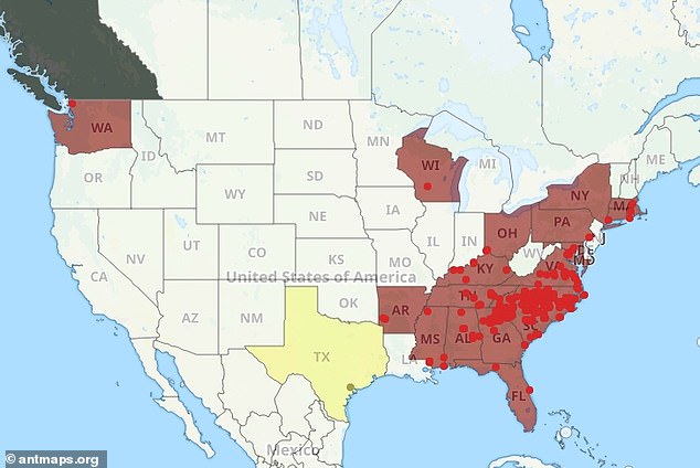 Venomous Asian Needle Ants Spread Rapidly Across 20 US States