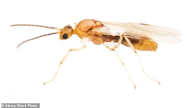 Venomous Asian Needle Ants Spread Rapidly Across 20 US States