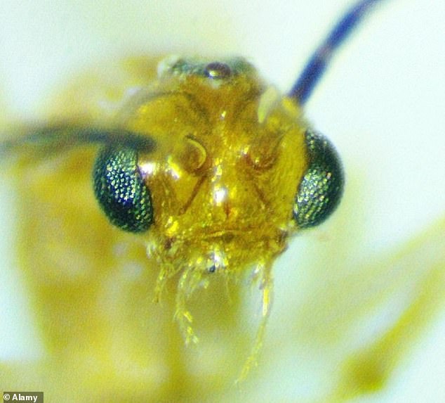 Venomous Asian Needle Ants Spread Rapidly Across 20 US States