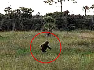 Former Army Veteran Reports Massive Bigfoot Surge in Ohio
