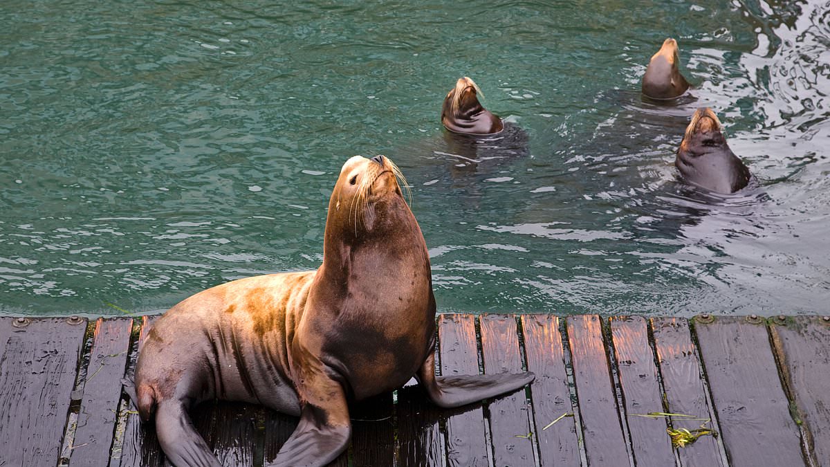 Congress seeks lethal sea lion cull to save Pacific salmon.