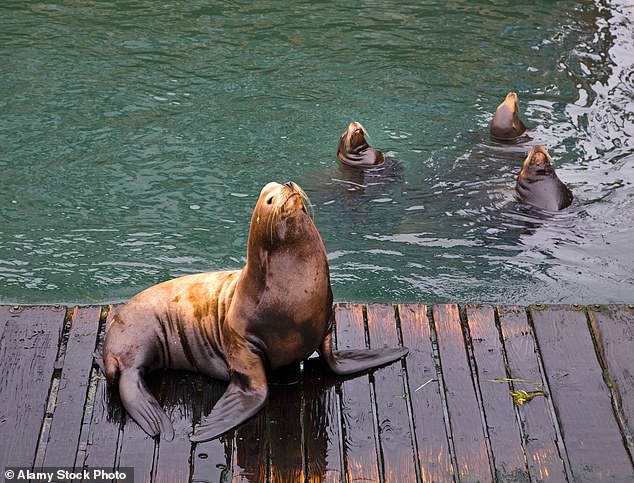 Congress seeks lethal sea lion cull to save Pacific salmon.