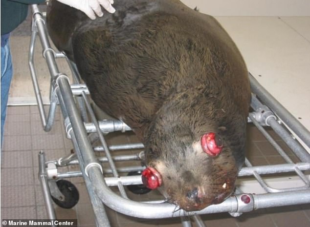 Congress seeks lethal sea lion cull to save Pacific salmon.