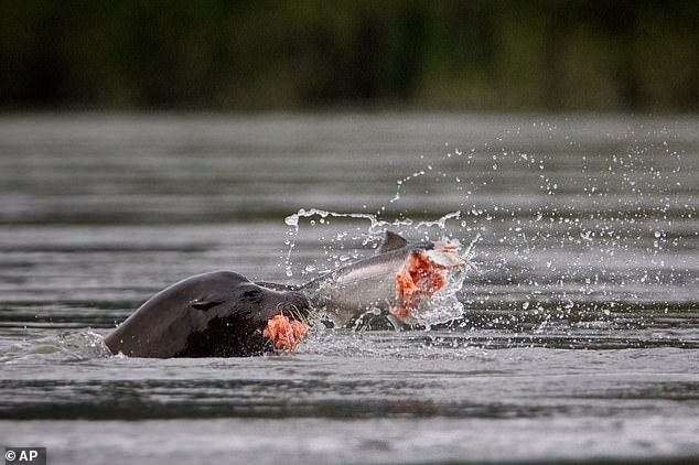 Congress seeks lethal sea lion cull to save Pacific salmon.