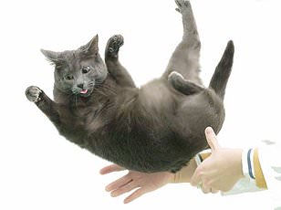 Cat Hugs May Actually Increase Stress Instead of Providing Comfort