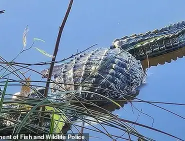 Alligator Sighting in Washington State Reveals a Fake, But Fun Story