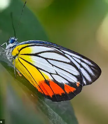 Davi Nunes Moreira's Tragic Death from Butterfly Injection Challenge