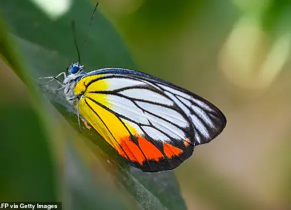 Davi Nunes Moreira's Tragic Death from Butterfly Injection Challenge