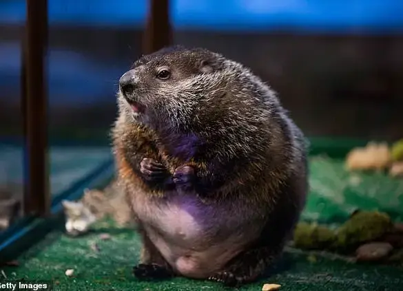 Groundhog Day: A Spectacle of Weather Wisdom