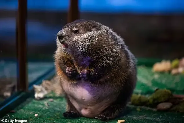 Groundhog Day: A Spectacle of Weather Wisdom