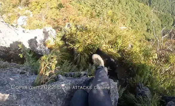 Japan's Bear Attack Crisis: Government Responds with Emergency Shooting Policy