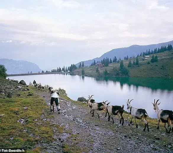 Living as a Goat: A Man's Year-Long Experiment in Switzerland