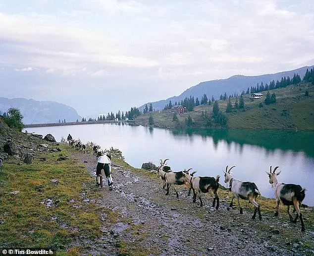 Living as a Goat: A Man's Year-Long Experiment in Switzerland